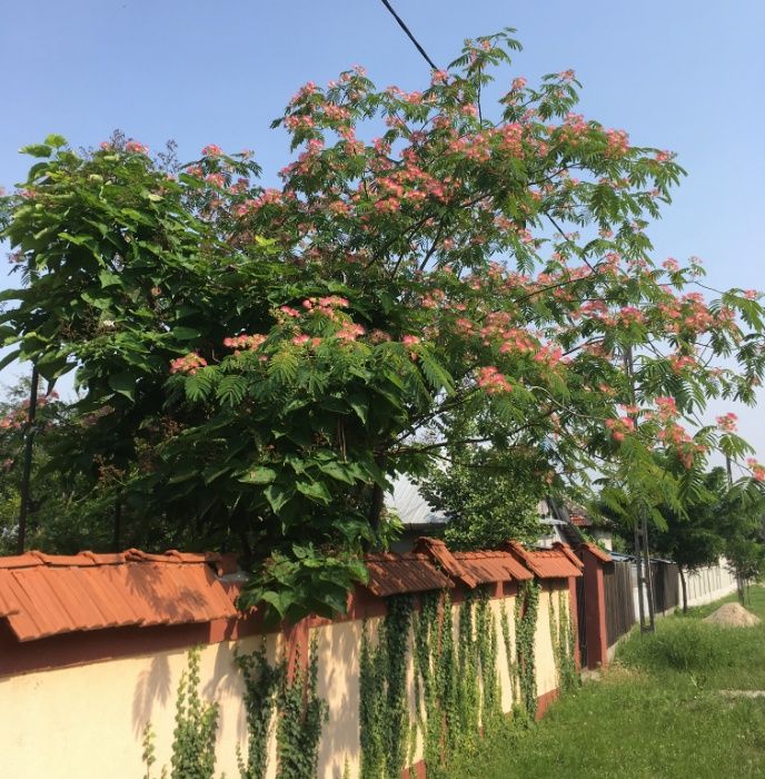 Albizia Julibrissin - Arborele de matase