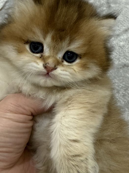 Британский скотш страйт