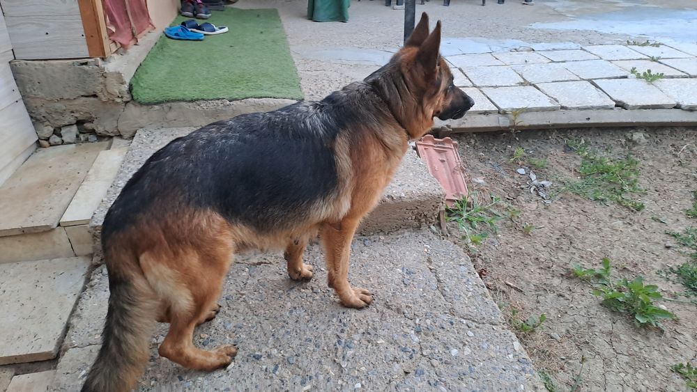 Продава Немска овчарка