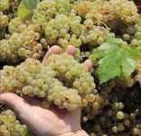 Struguri de vin producție PROPRIE