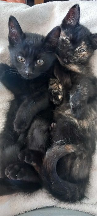 Pisoi pentru adoptie