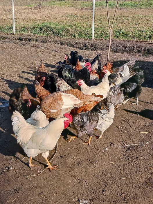 Păsări de vânzare