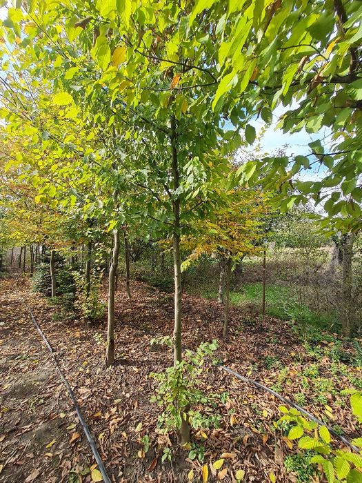 Vând arbori ,platan,paltin,tei,stejar,