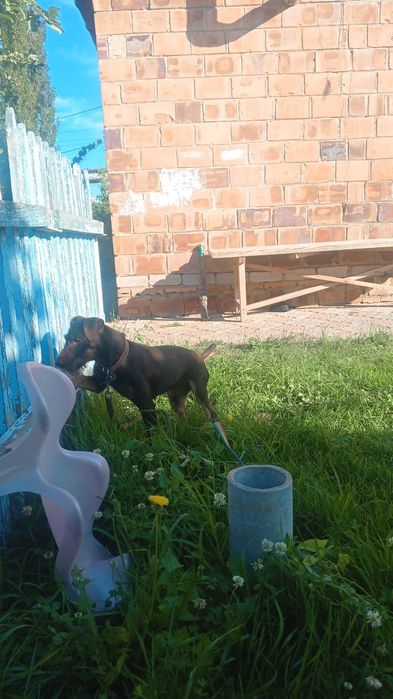 Продается коричневый ягдтерьр