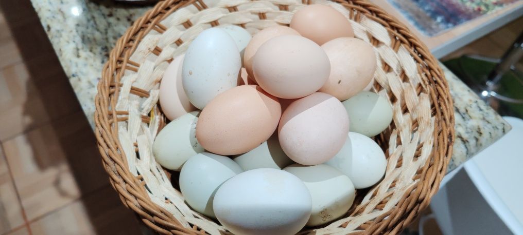Vand oua proaspete de la găini  de rasa  Araucana și notmale