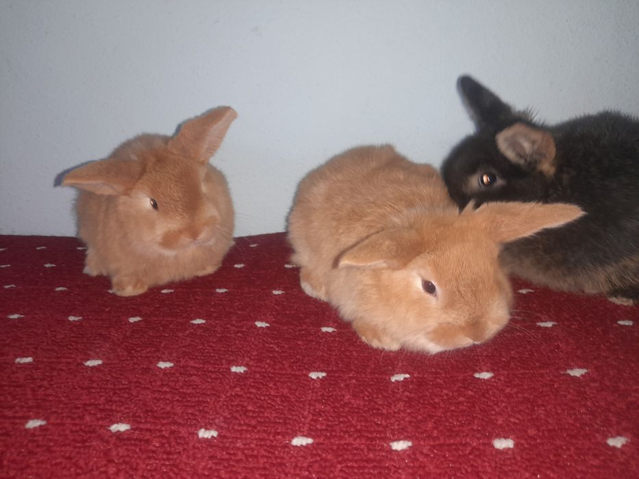 Декаратив куйончалар болалари хархели зурлари сотувда Самарканд шахар