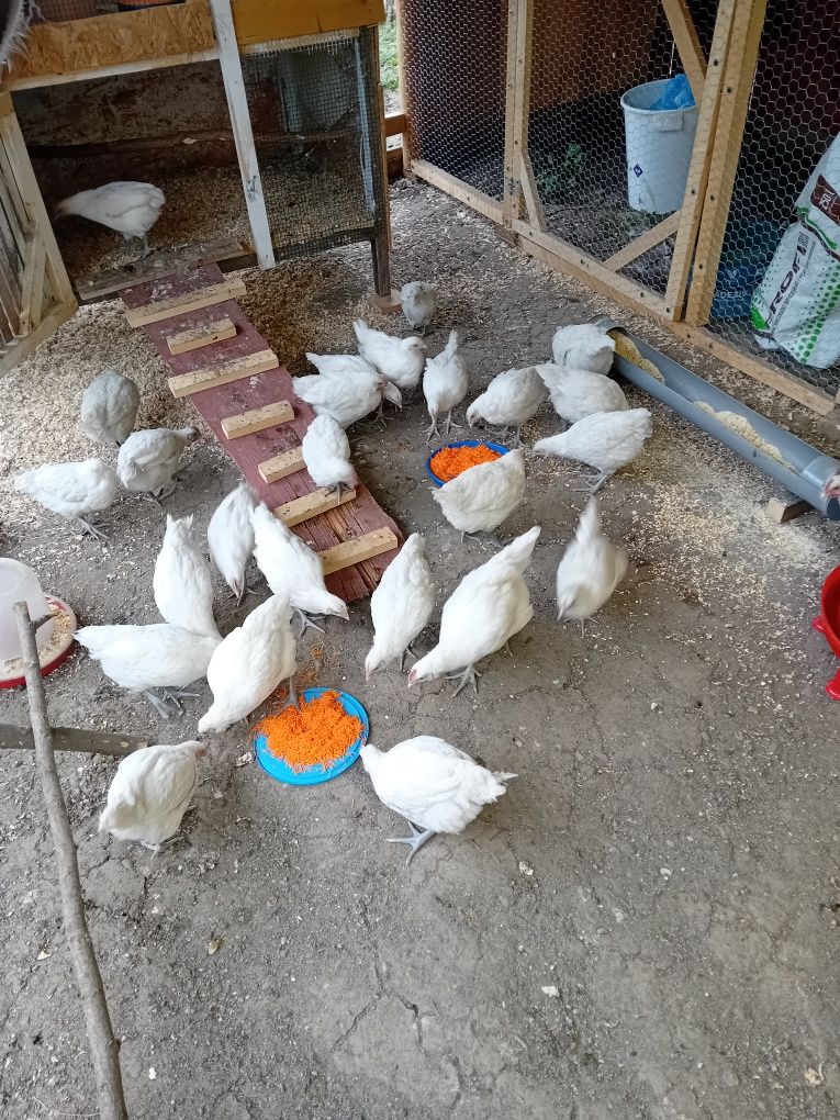 Pasari La bresse de 3 luni
