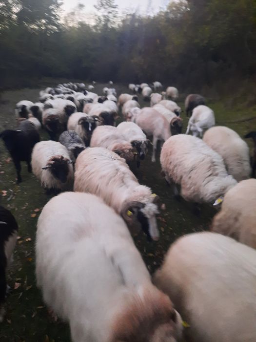 Vand 60 oi si 15 capre