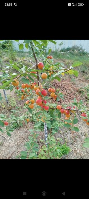 Резници ( калеми )