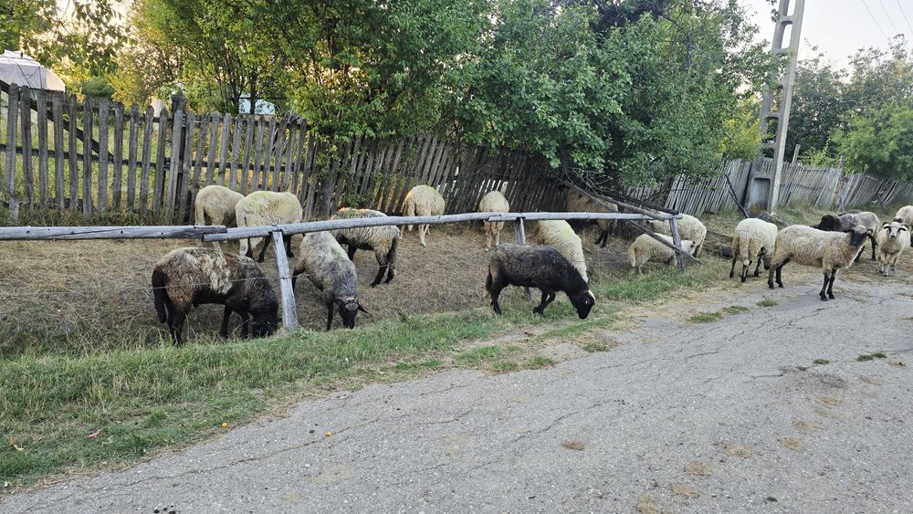 Oi de vânzare detalii telefonic