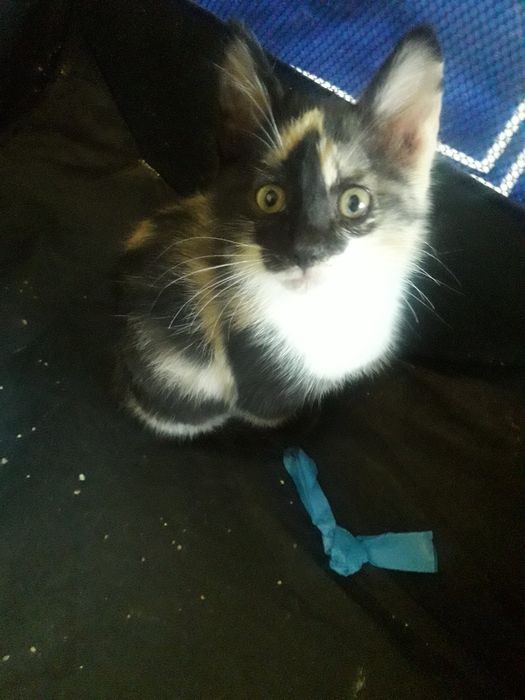 Отдам котёнка , девочку, 4 мес. добрым людям