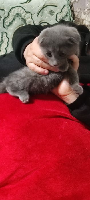 Вислоухий котёнок