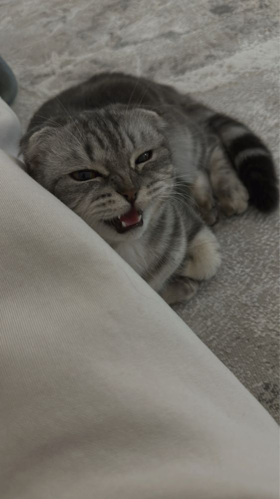 Продам шотландскую вислоухую кошку