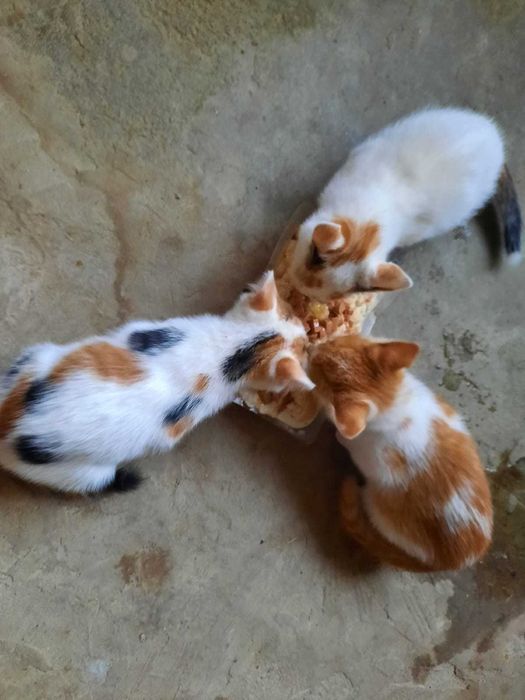 Donez pisicute iuitorilor de animale