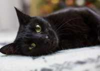 Пристраивается кошка чёрная стерилизованная