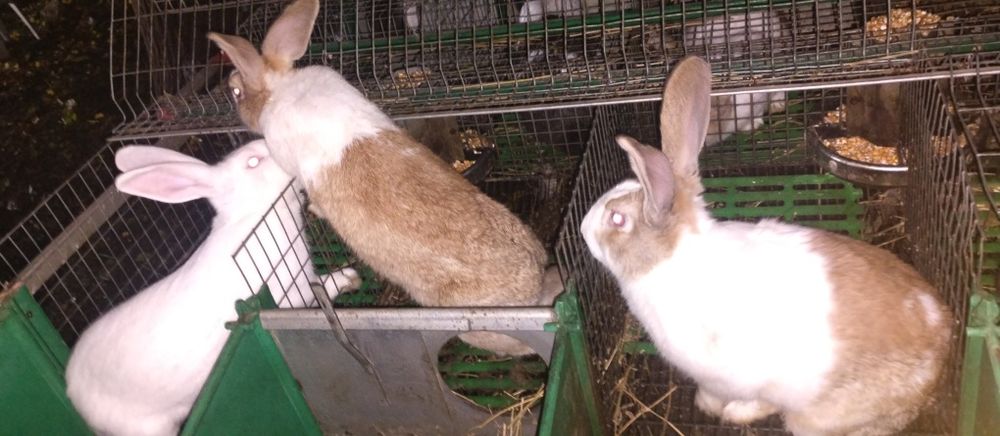 Vând iepuri hycole francez femele gestante