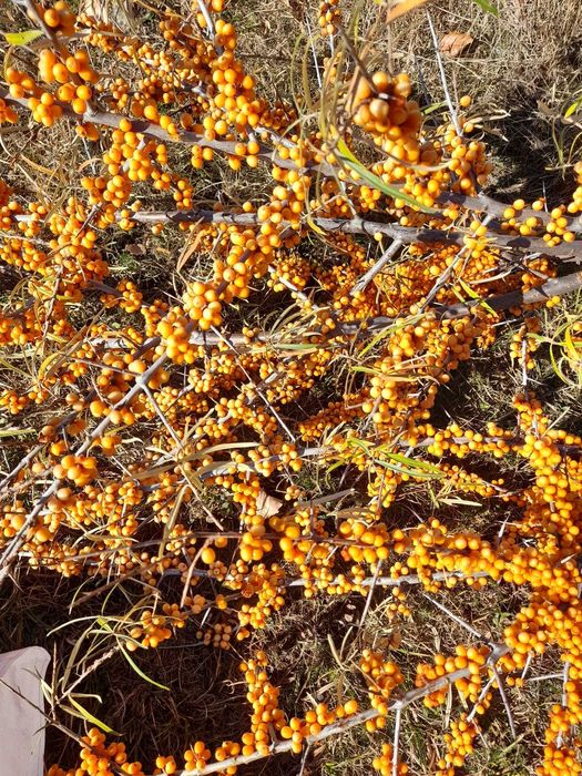 Vand catina din flora spontana