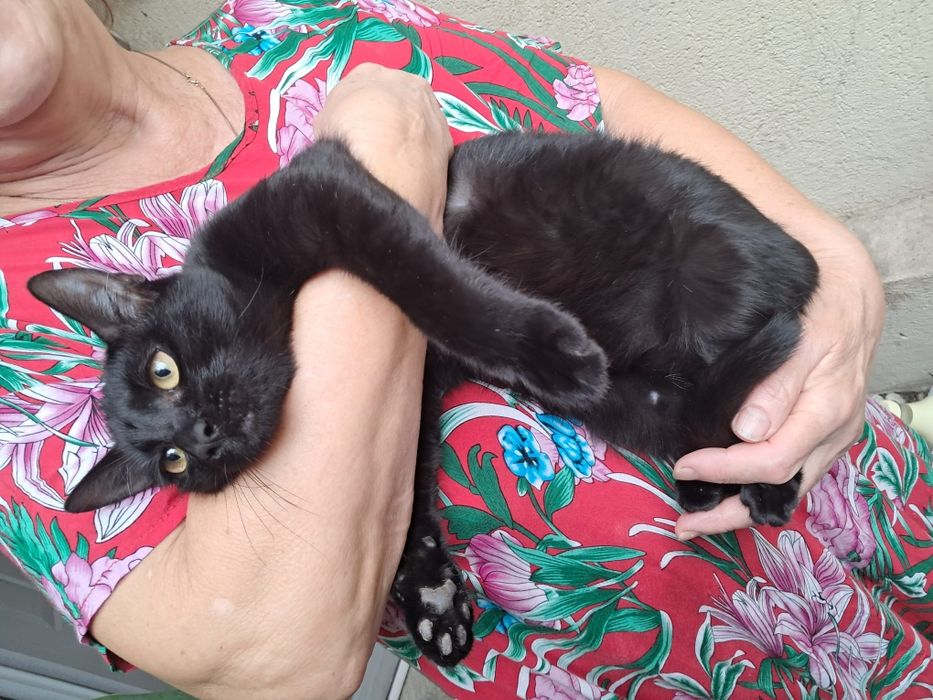 Donez pisici europene, femele, 26aprilie