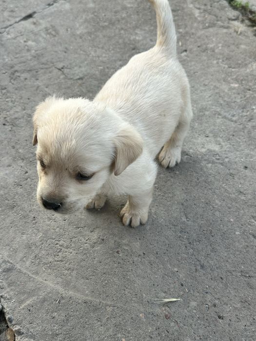 Щенки лобладоры чистокровные