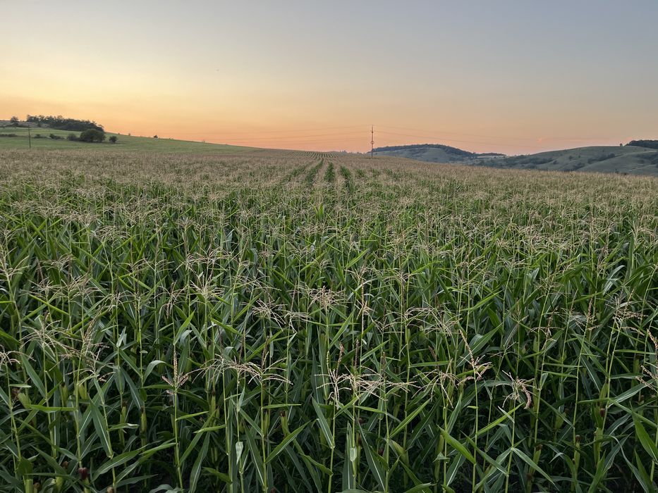 Vand 1,5 ha porumb