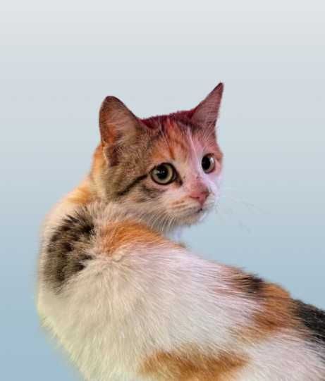 3-месечно момиченце търси дом