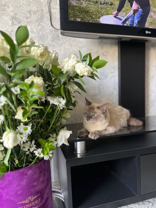 Zotdor Siamskiy mushuk