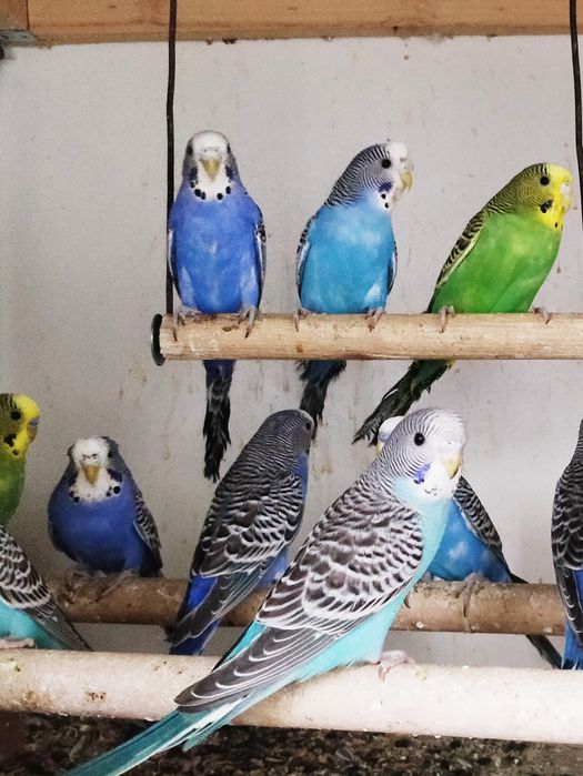 Papagali perusi. Cadou ideal pentru copii. Cu colivie si mamcare