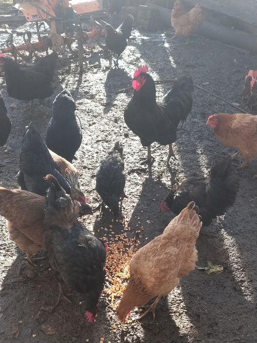 Cocosi și găini australorp