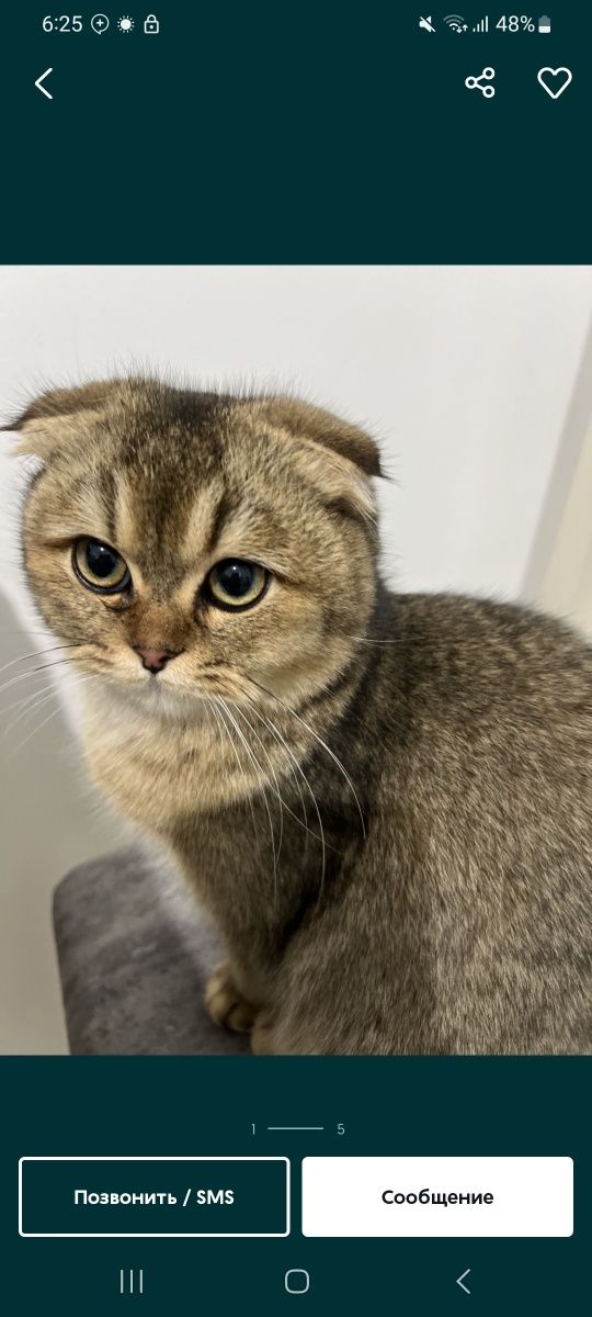 Продаются котята скотиш фолд