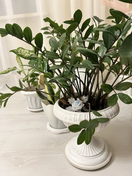 Долларовое дерево растение