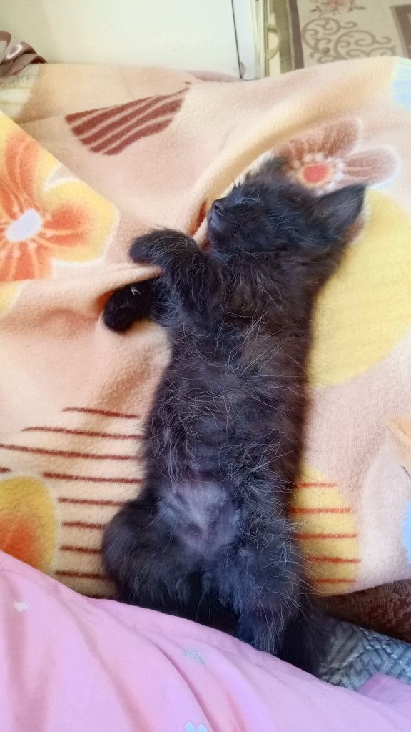 Отдам котят в заботливые руки