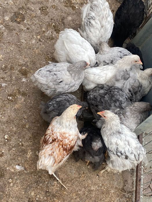 Pui de găină Brahma