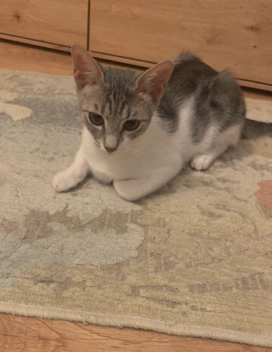 Puiut de pisica,pisicuta, pisicuta de adoptat, pisicuța pentru adopție