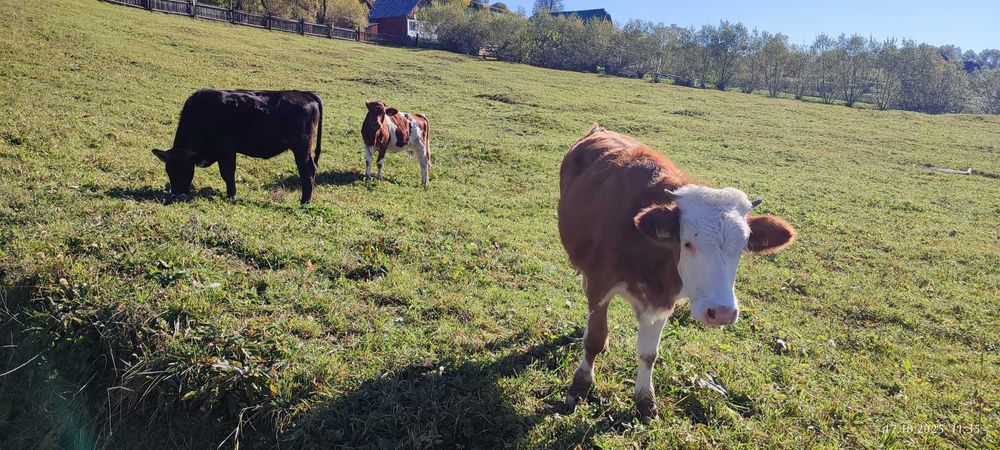 Vand juninci gestante