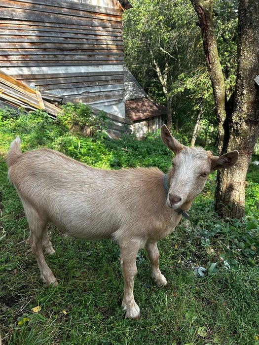 Vând iadă de 8 luni, carpatină