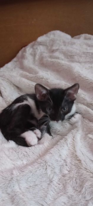 Котенца на два месеца търсят дом