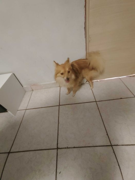 Продавам куче Померан