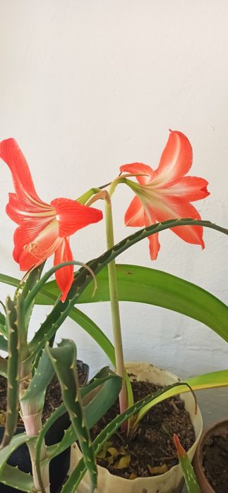 Продам комнатный цветок.