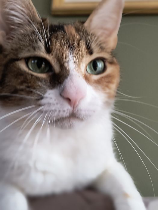 Pisicuța europeană caută familie