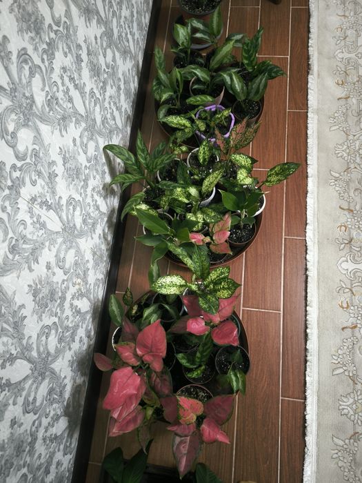 Цветы домашние в горшках