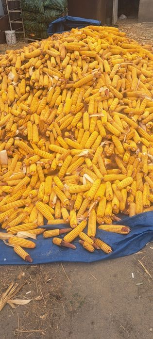 Жугери сатылады 105