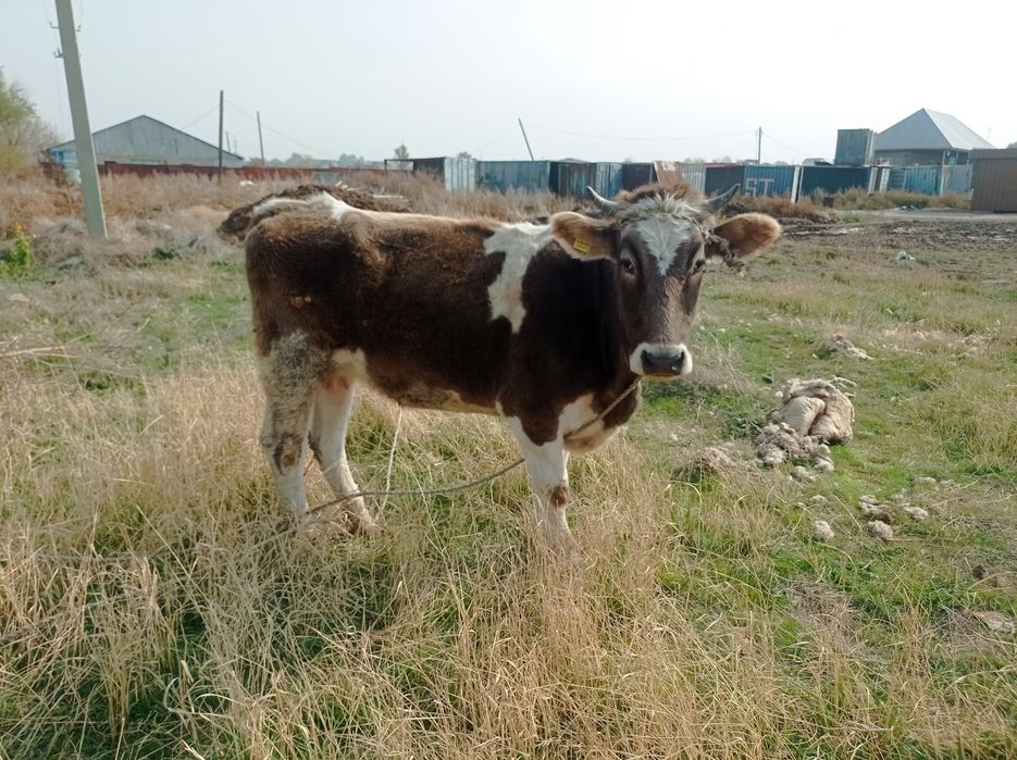 2х годовалая стельная телка. Алатауской породы