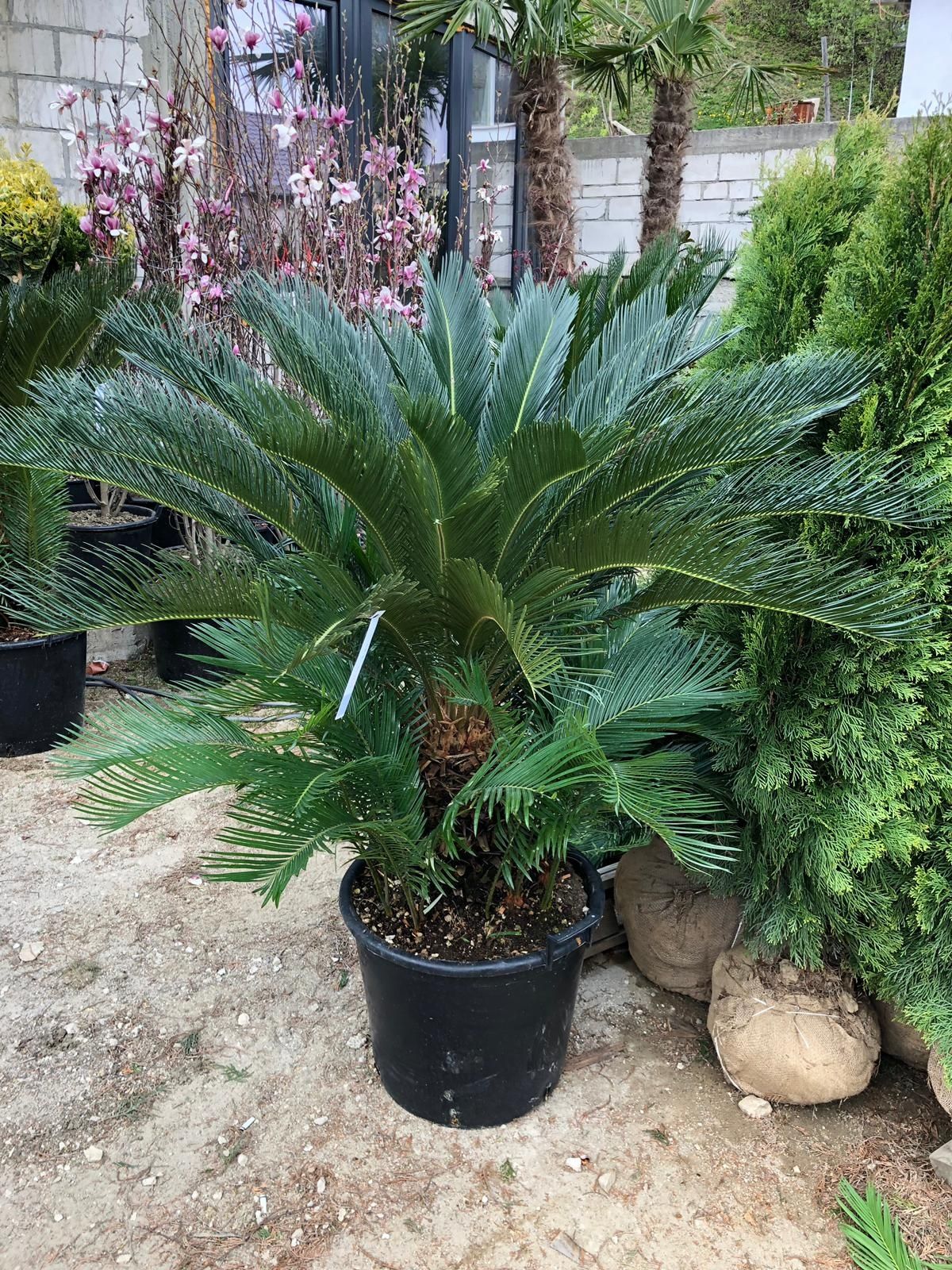 Vand palmieri, Cycas, Trachycarpus fortunei, phoenix, livrez în țară.