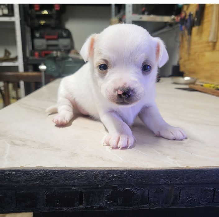 Пинчери сърнист бял