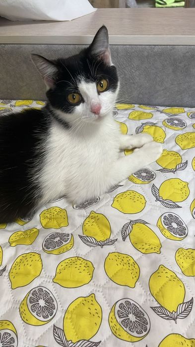 Молодая стерилизованная кошечка ищет дом!