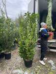 Prunus laurocerasus pentru gard viu