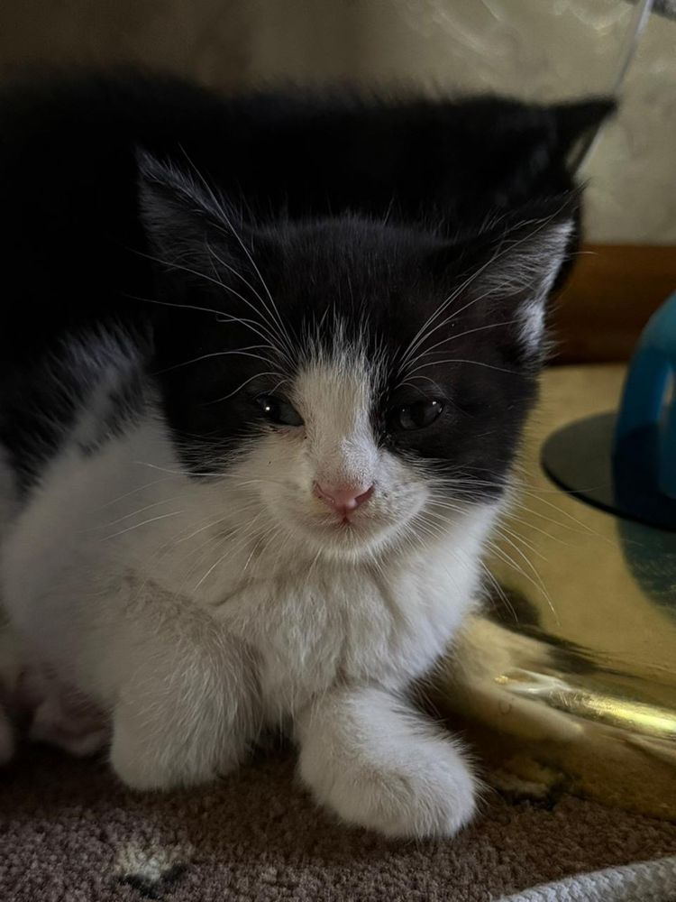 отдаю чистых домашних котят