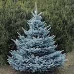 Сребрист Смърч-(Picea Pungens Glauca)