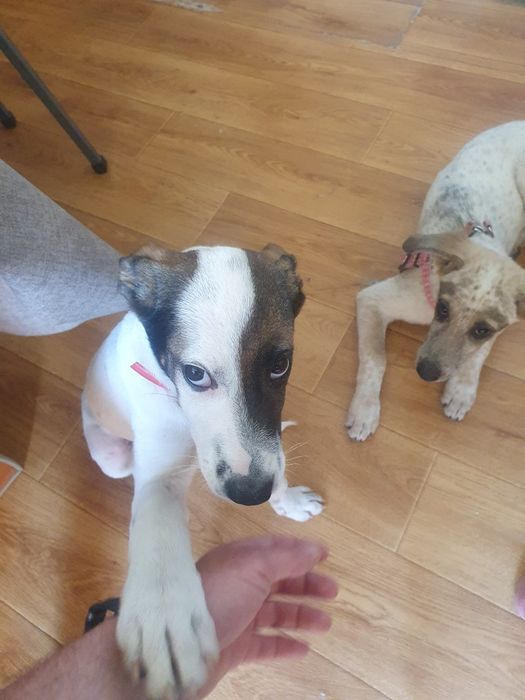 Отдам в хорошие руки