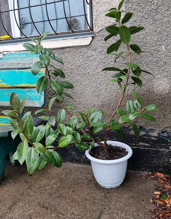 Срочно Продам недорого фикус